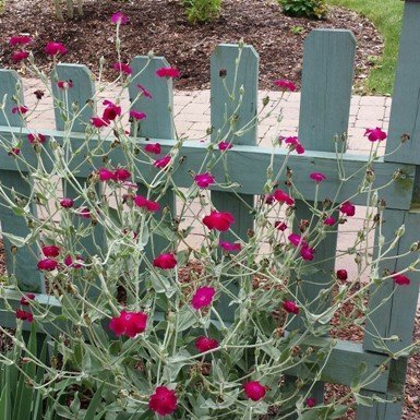 Rose Campion